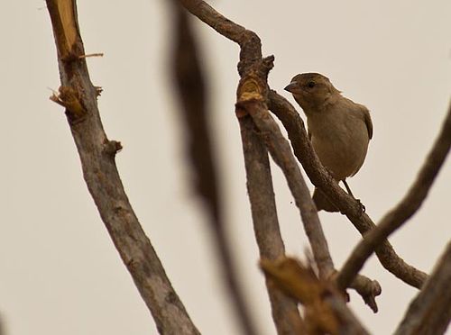 Bush petronia